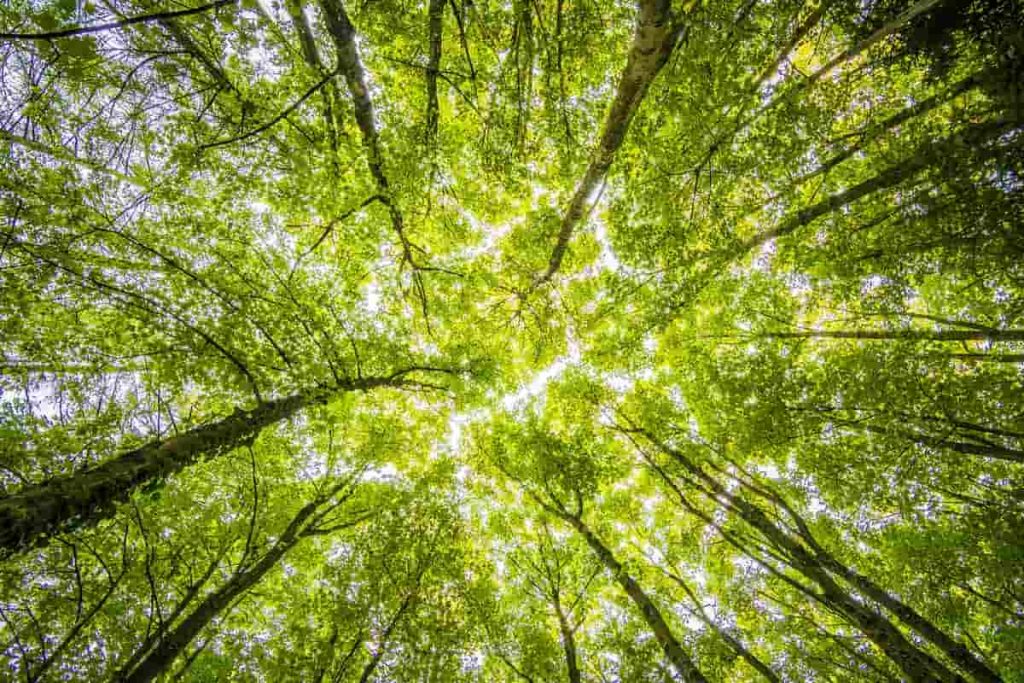 Economia Ambiental